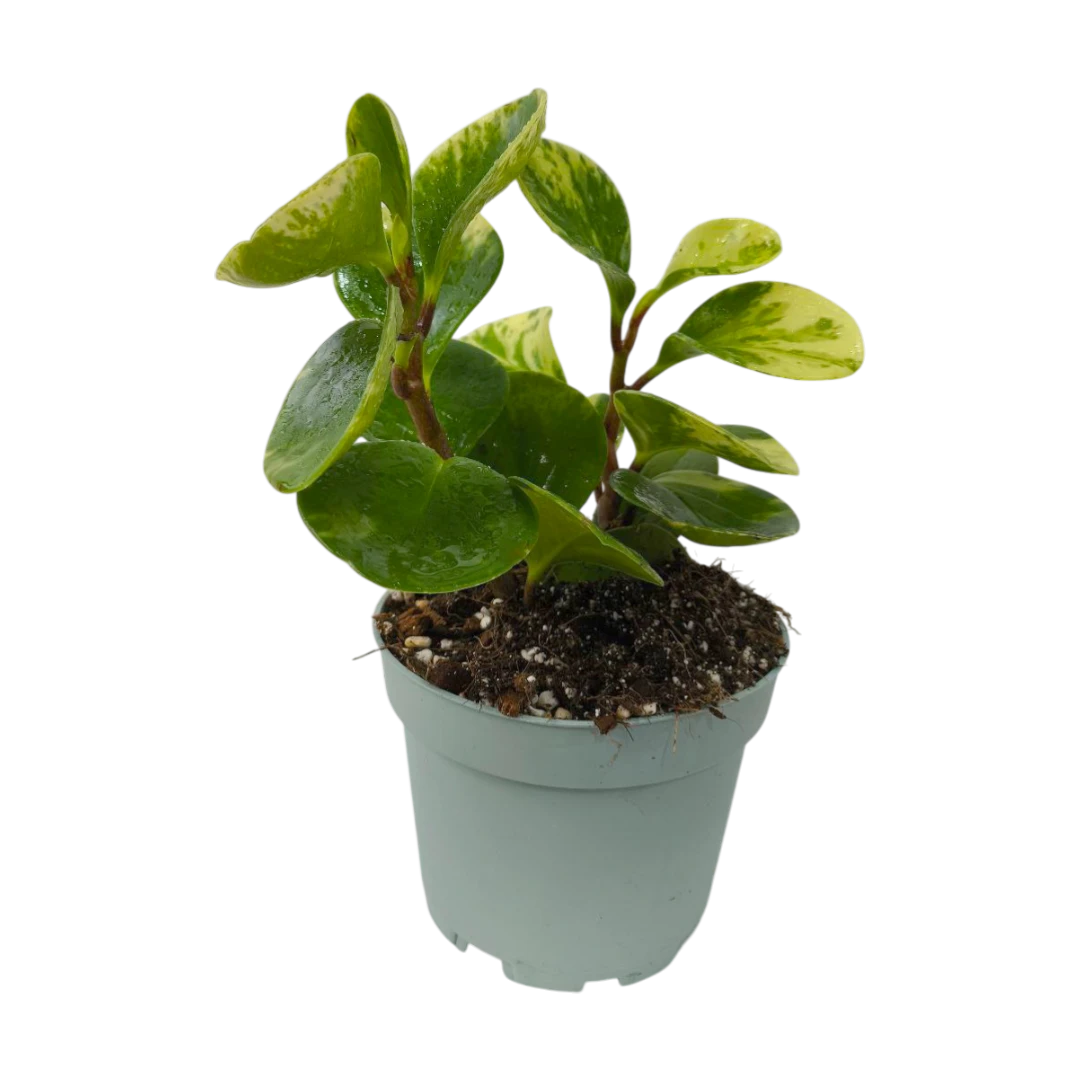 Пеперомия "Марбл" / Peperomia obtusifolia "Marble" купить