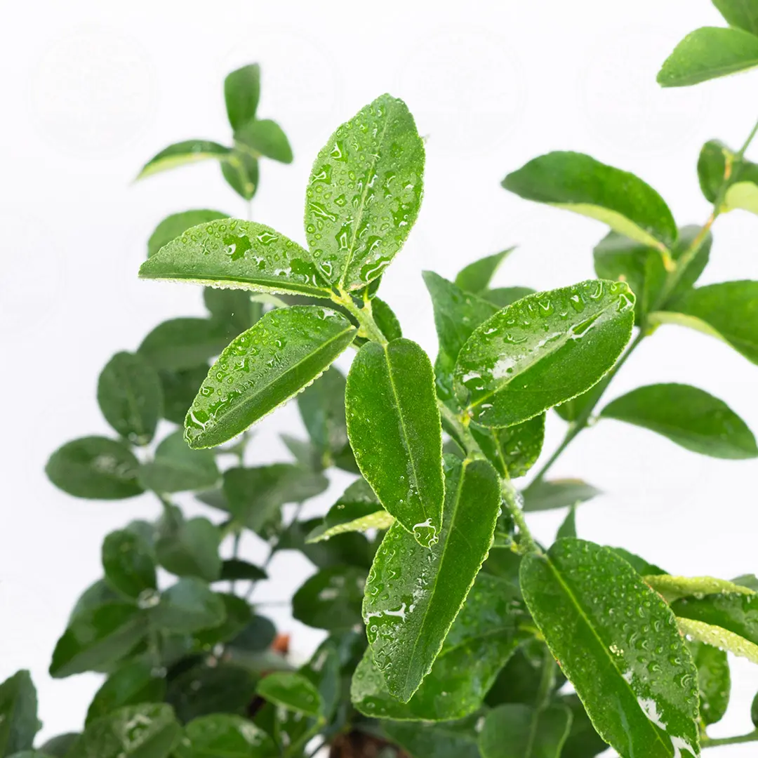 Лайм Мексиканский / Lime Messicana — цитрусовое растение, детальное фото
