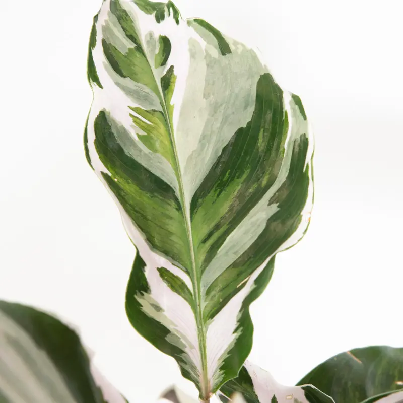 Калатея Вайт Фьюжин / Calathea White Fusion купить