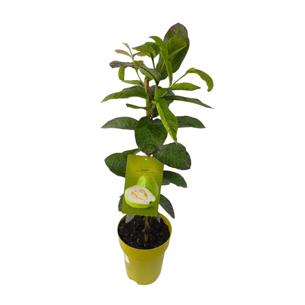 Гуава Гигант де Бангок / Psidium Gigante de Bangkok