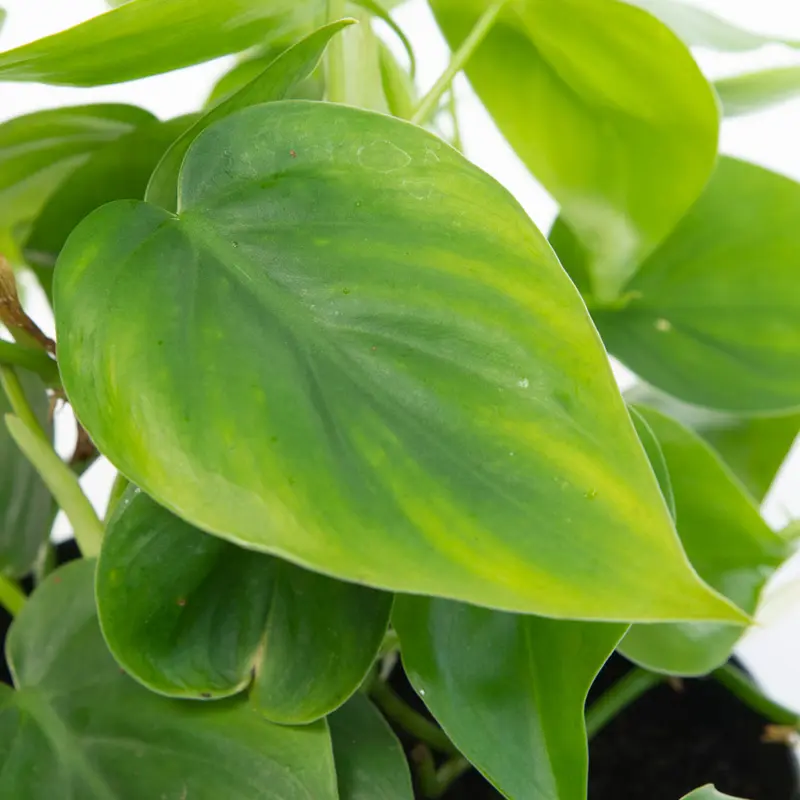 Филодендрон scandens купить