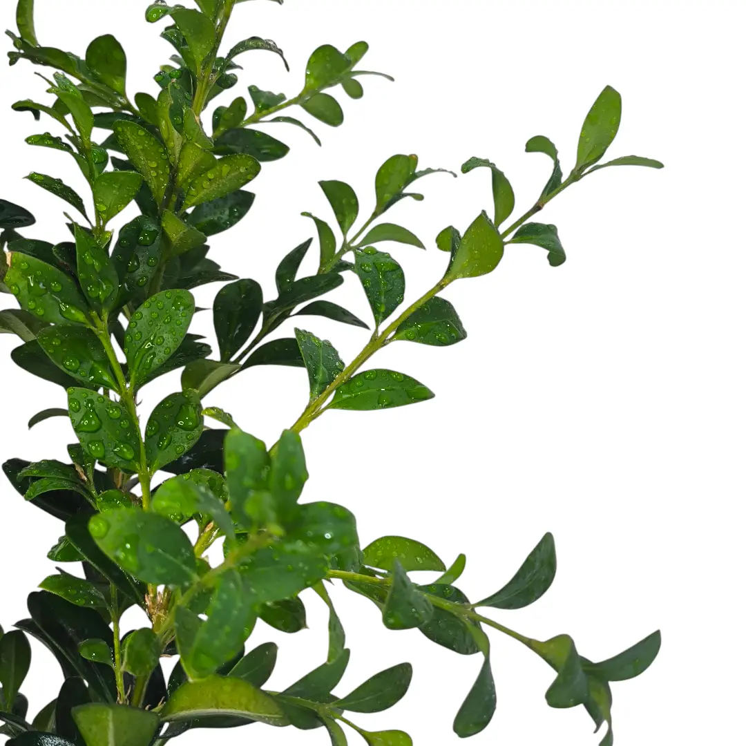 Самшит / Buxus