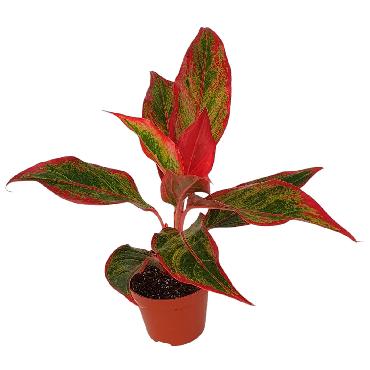 Аглаонема "Crete Flame" купить