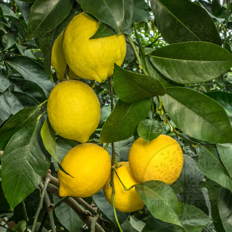 Лимон Сангвинум / Lemon Sanguineum — цитрусовое растение, детальное фото
