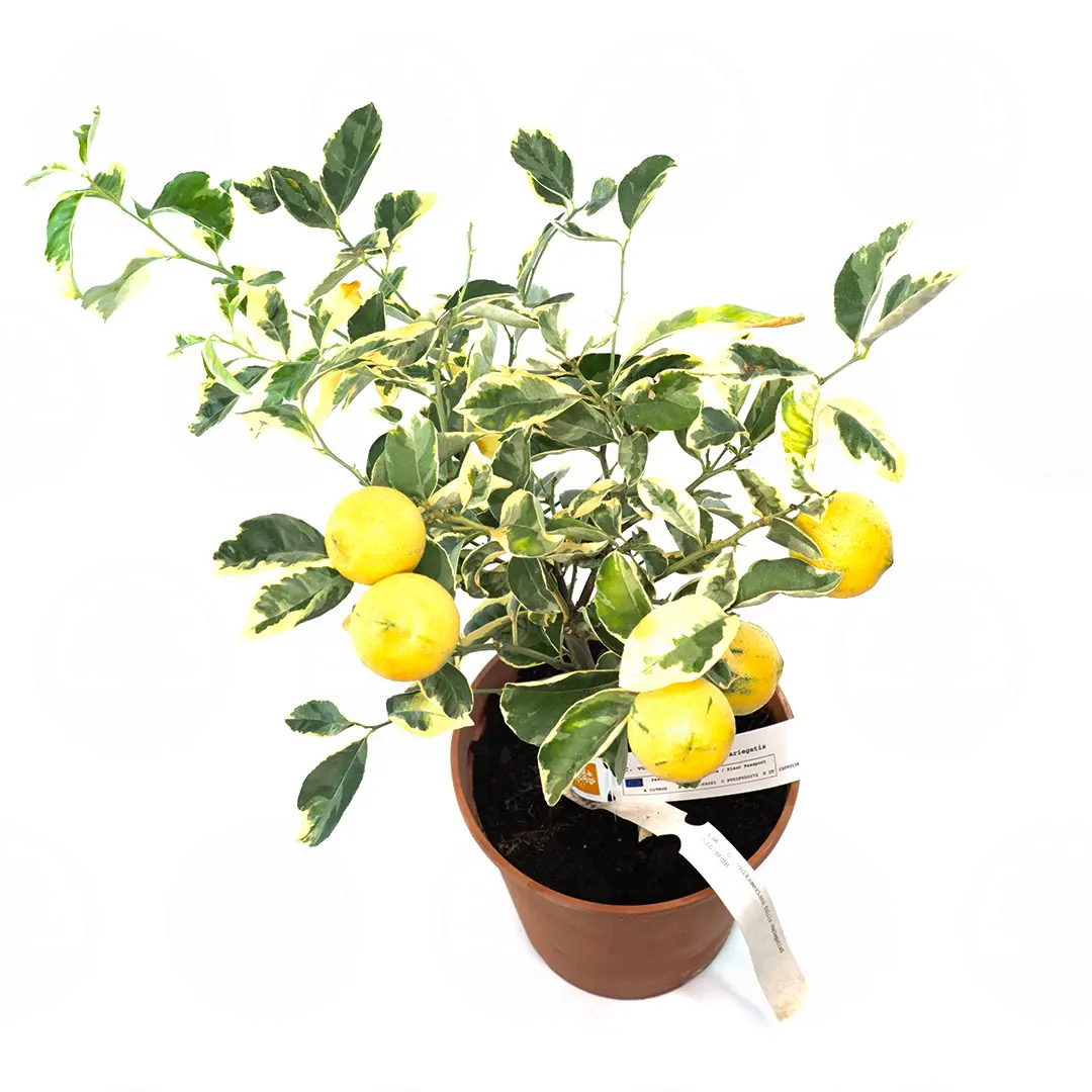 Лимон Волкамериана вариегатный / Lemon Volkameriana — цитрусовое растение, детальное фото
