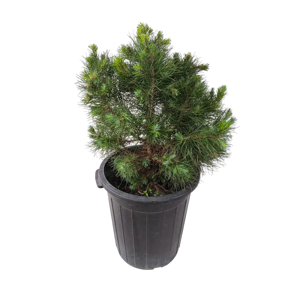 Сосна горная / Pinus mugo купить