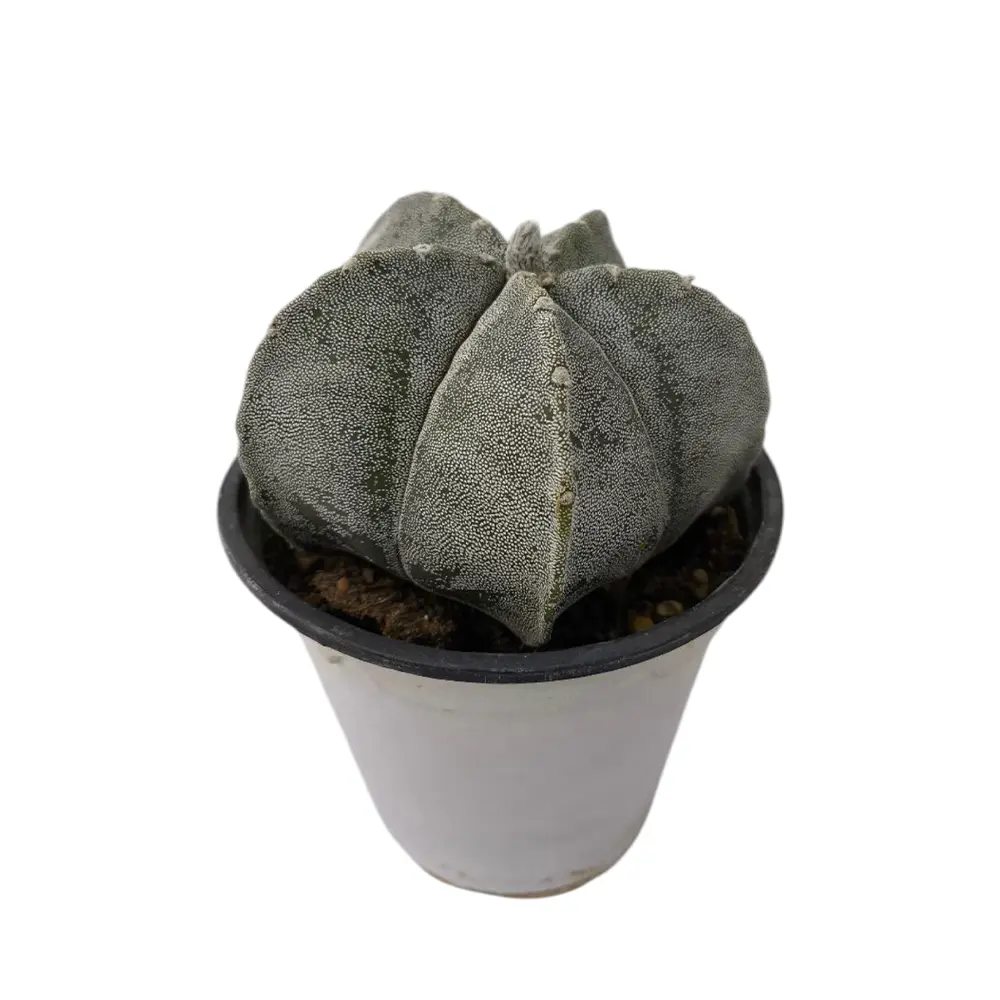 Астрофитум / Astrophytum Ornatum купить