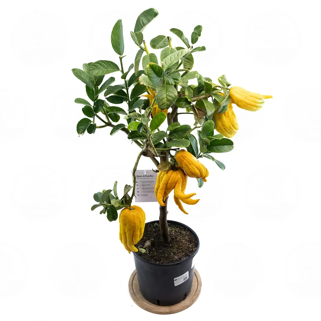 Цитрон Рука Будды / Citrus medica Digitata — цитрусовое растение, детальное фото
