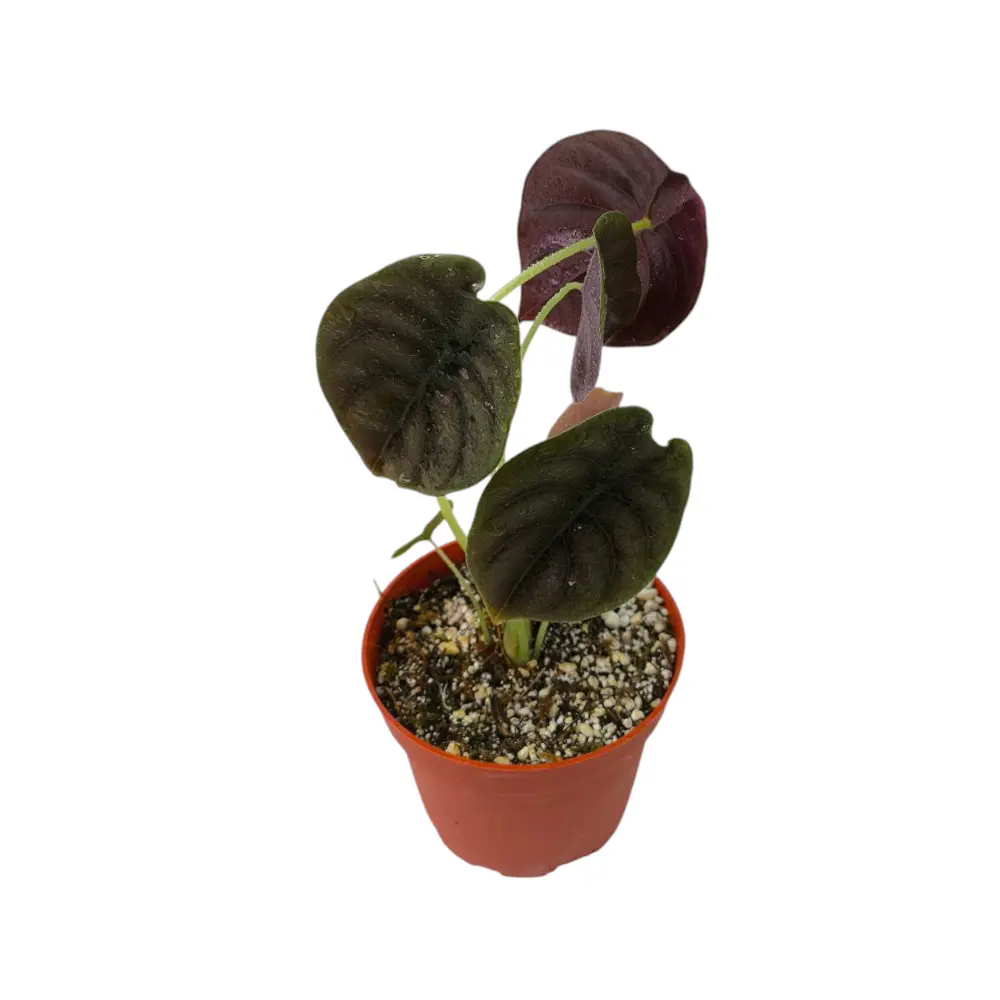 Алоказия Купера Ред Секрет / Alocasia Cuprea Red Secret купить