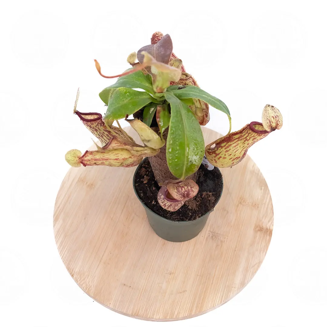 Непентес / Nepenthes купить