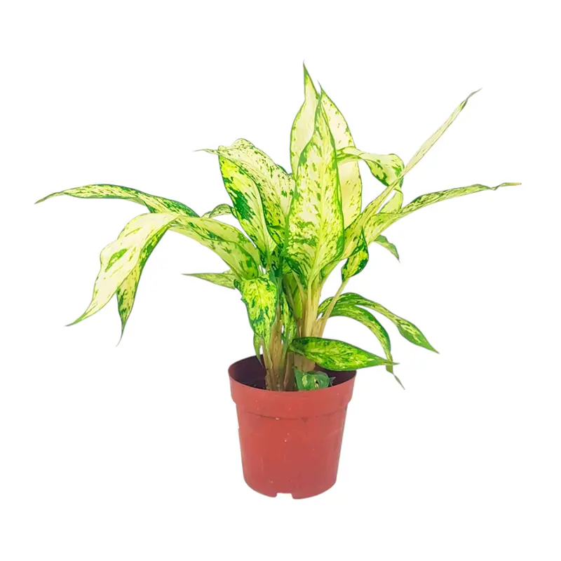 Dieffenbachia Star Bright светлые листья