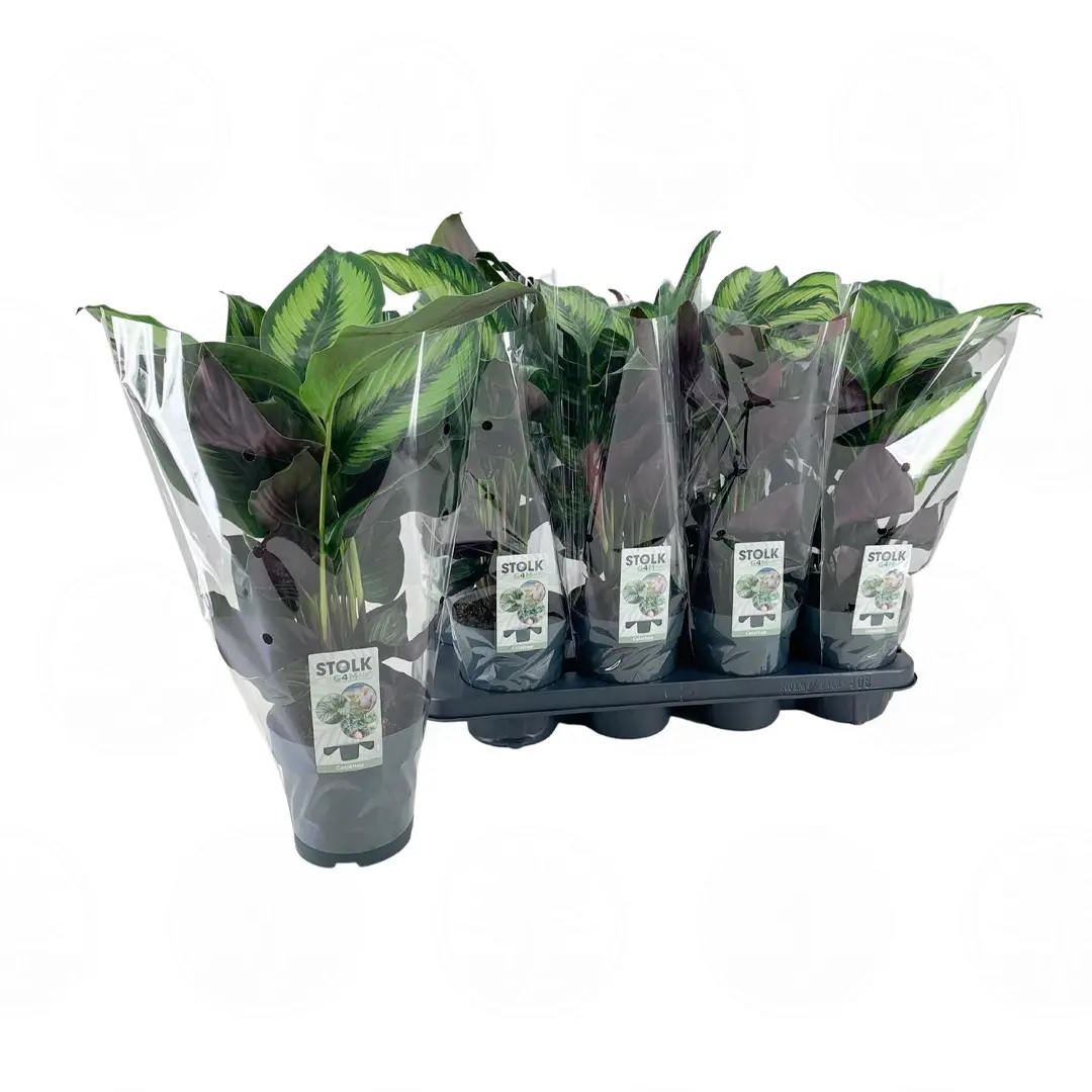 Калатея Маджестика Принцепс / Calathea majestica Princeps купить