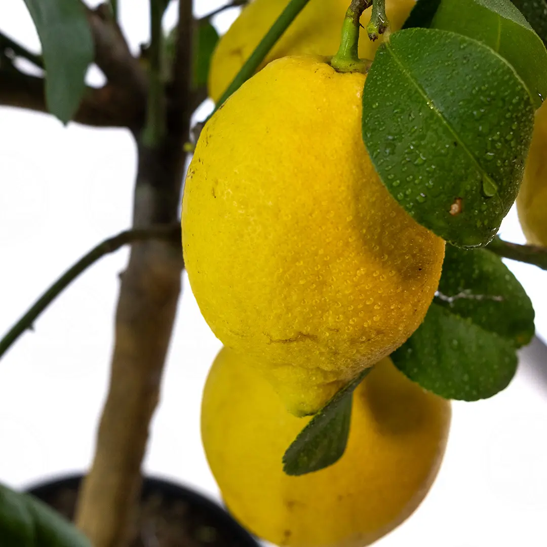 Лимон Лунарио 435 / Lemon Lunario 435 — цитрусовое растение, детальное фото
