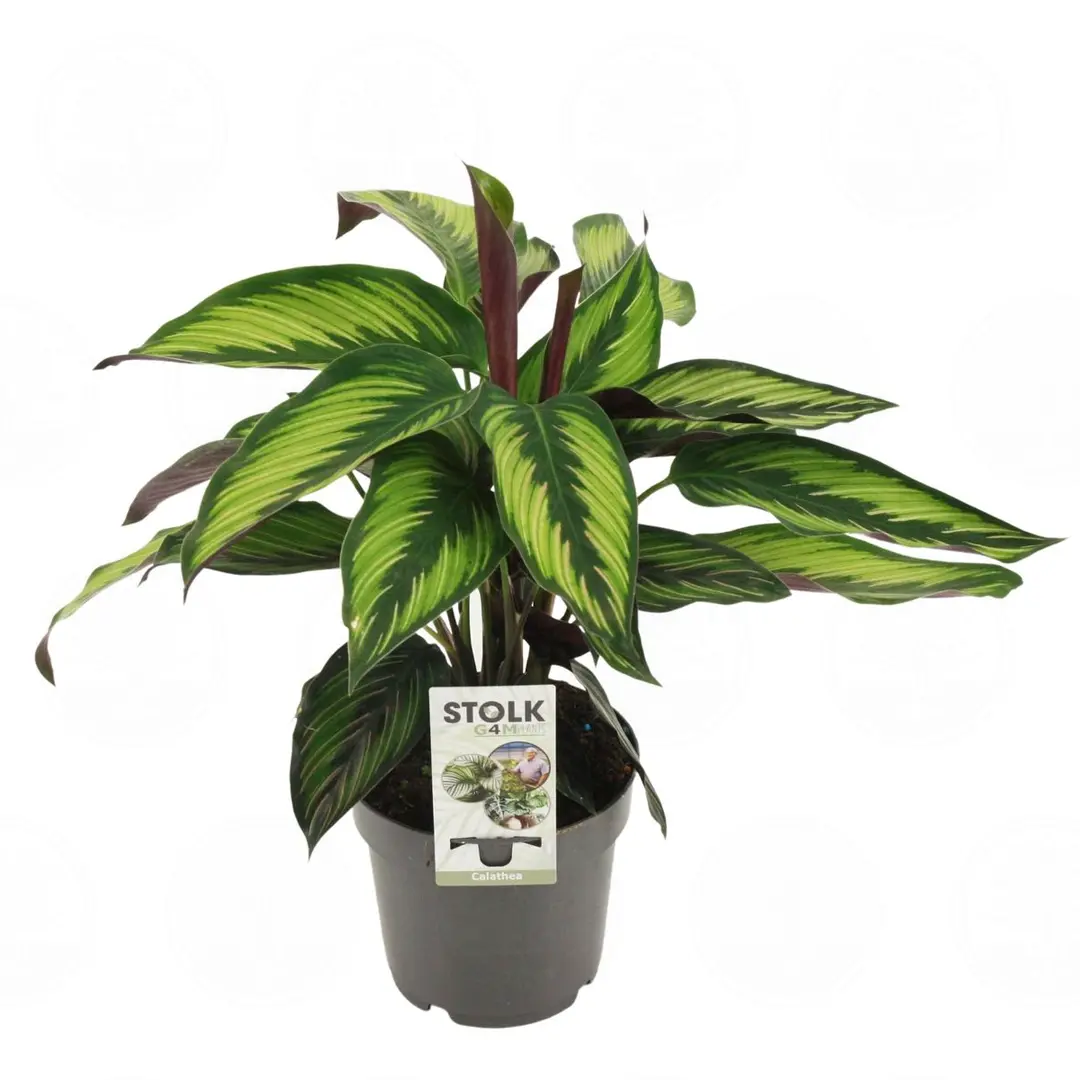 Калатея Маджестика Принцепс / Calathea majestica Princeps купить