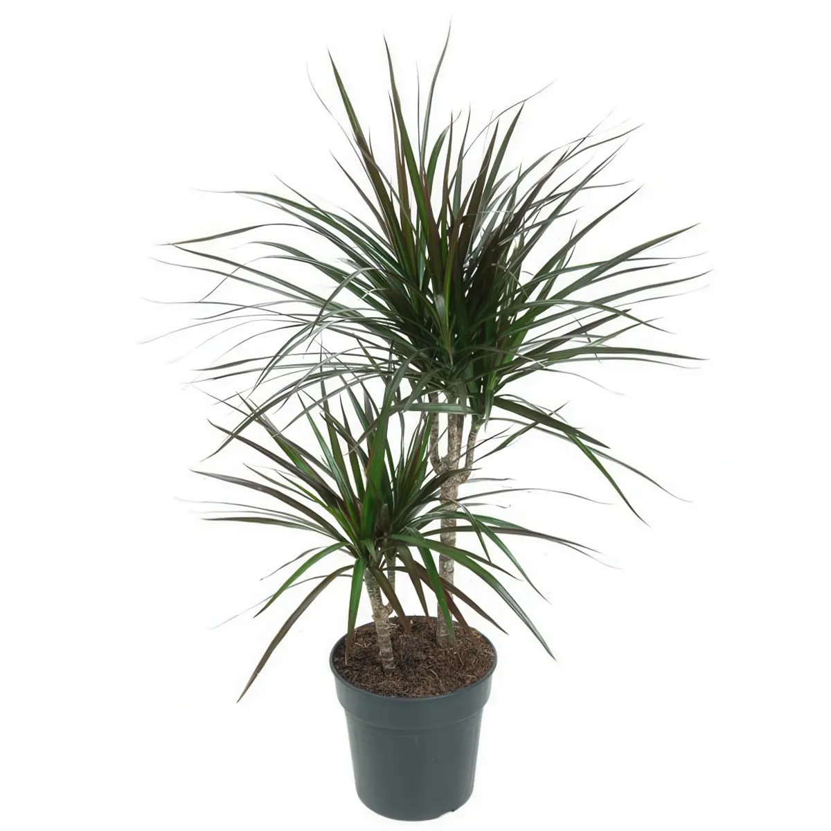 Драцена Маргината окаймленная /Dracaena Marginata 30-10 купить