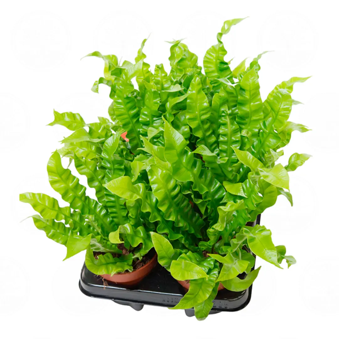 Асплениум Криспи Вейв / Asplenium Nidus Crispy Wave купить
