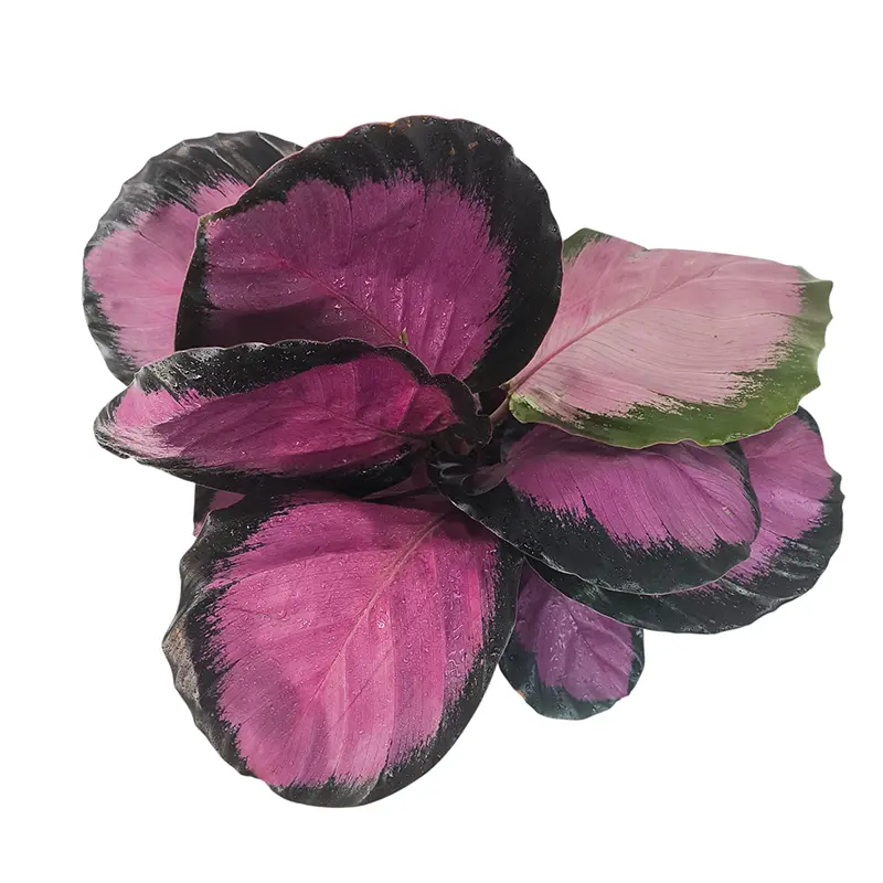 Калатея Вича пурпурно-розовая / Calathea veitchiana купить