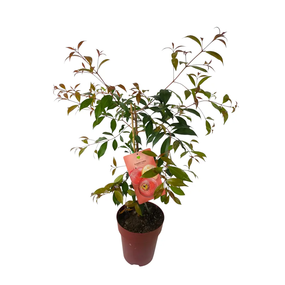 Гуава Земляничная / Psidium cattleyanum