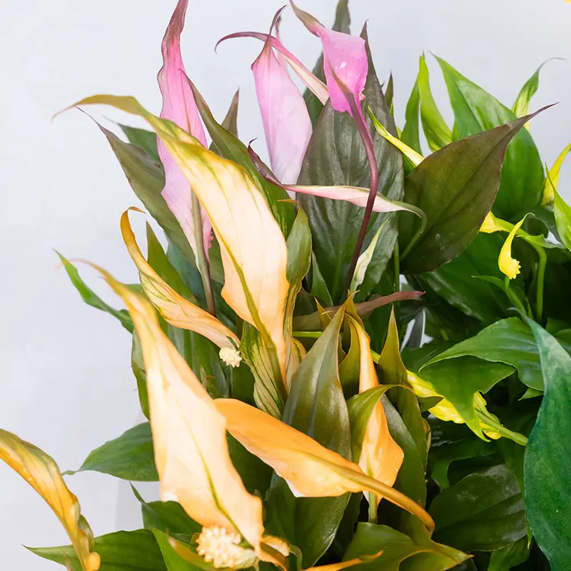 Спатифиллум Чопин / Spathiphyllum Chopin купить