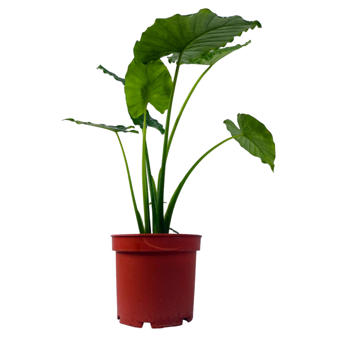 Алоказия Гигант/Alocasia macrorhizos купить
