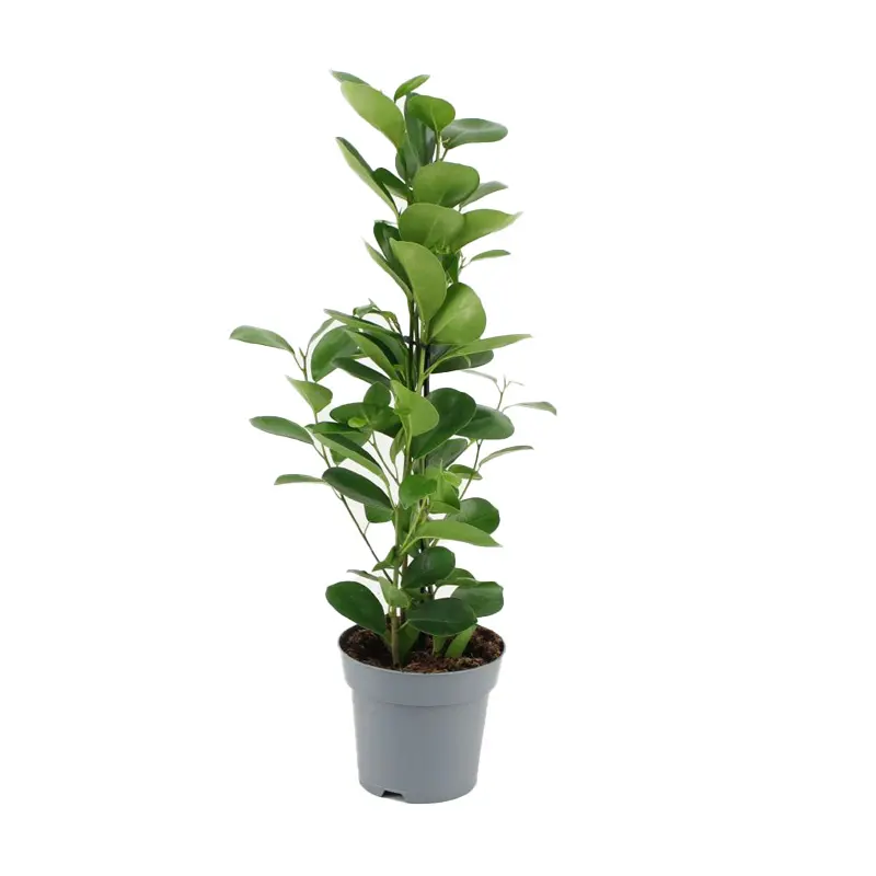 Фикус microcarpa "Moclame" купить