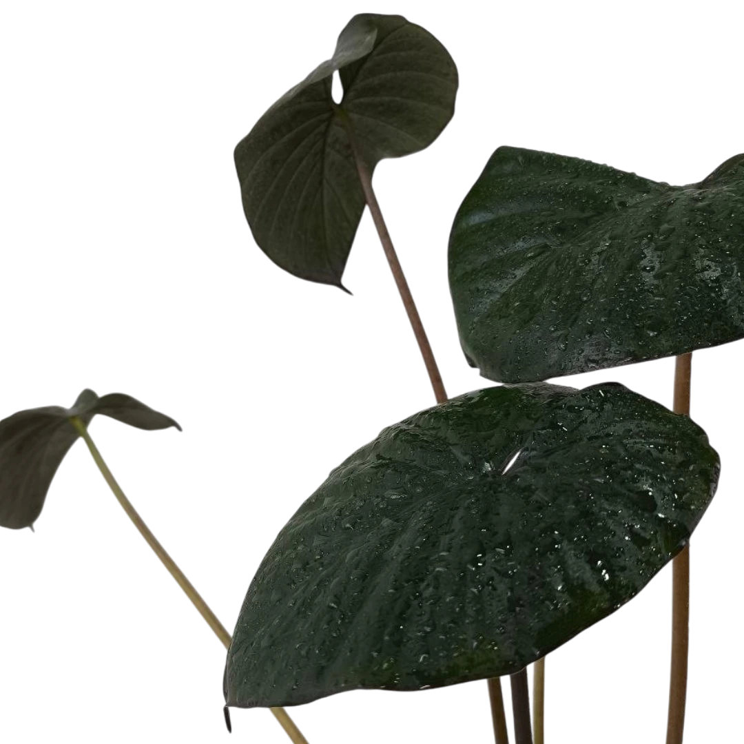 Алоказия "Chocolate Green" купить