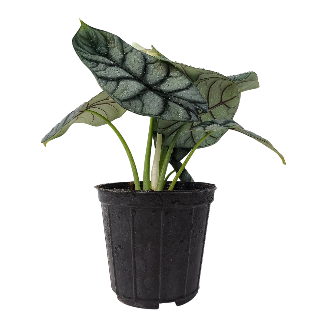 Алоказия Сильвер Дракон / Alocasia Baginda Silver Dragon купить