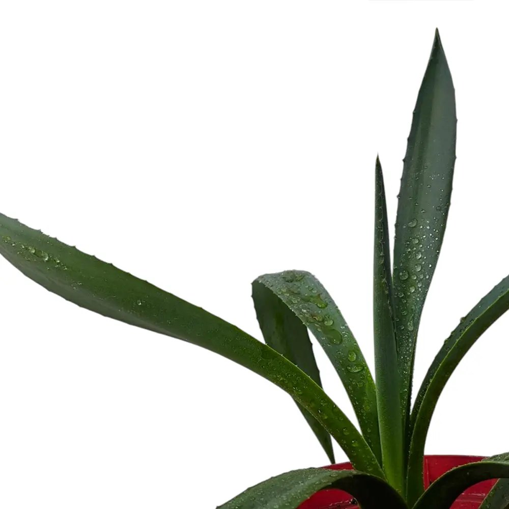 Алоэ Хелен / Aloe helenae купить