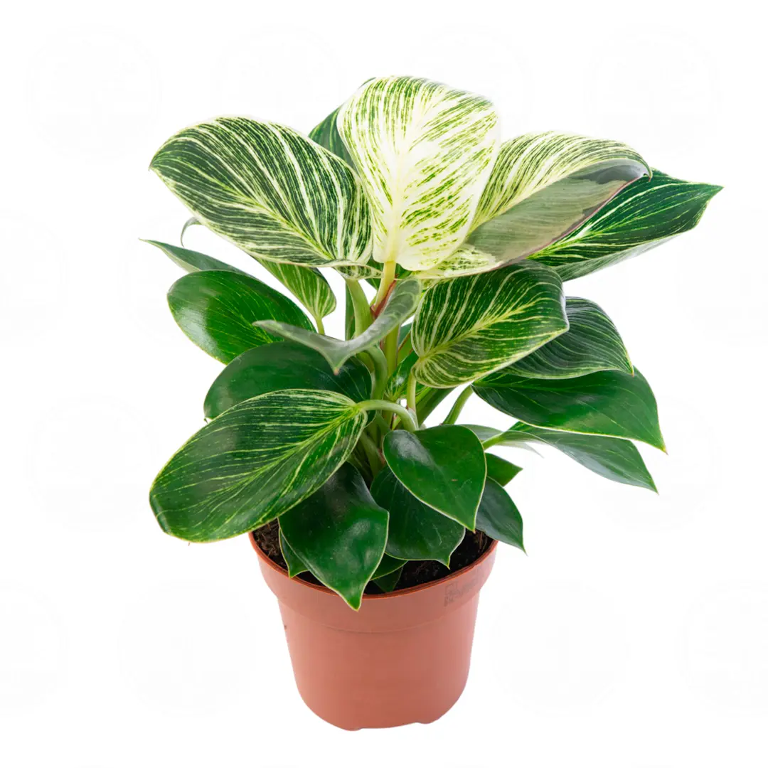 Филодендрон Вайт Вейв / Philodendron White Wave купить