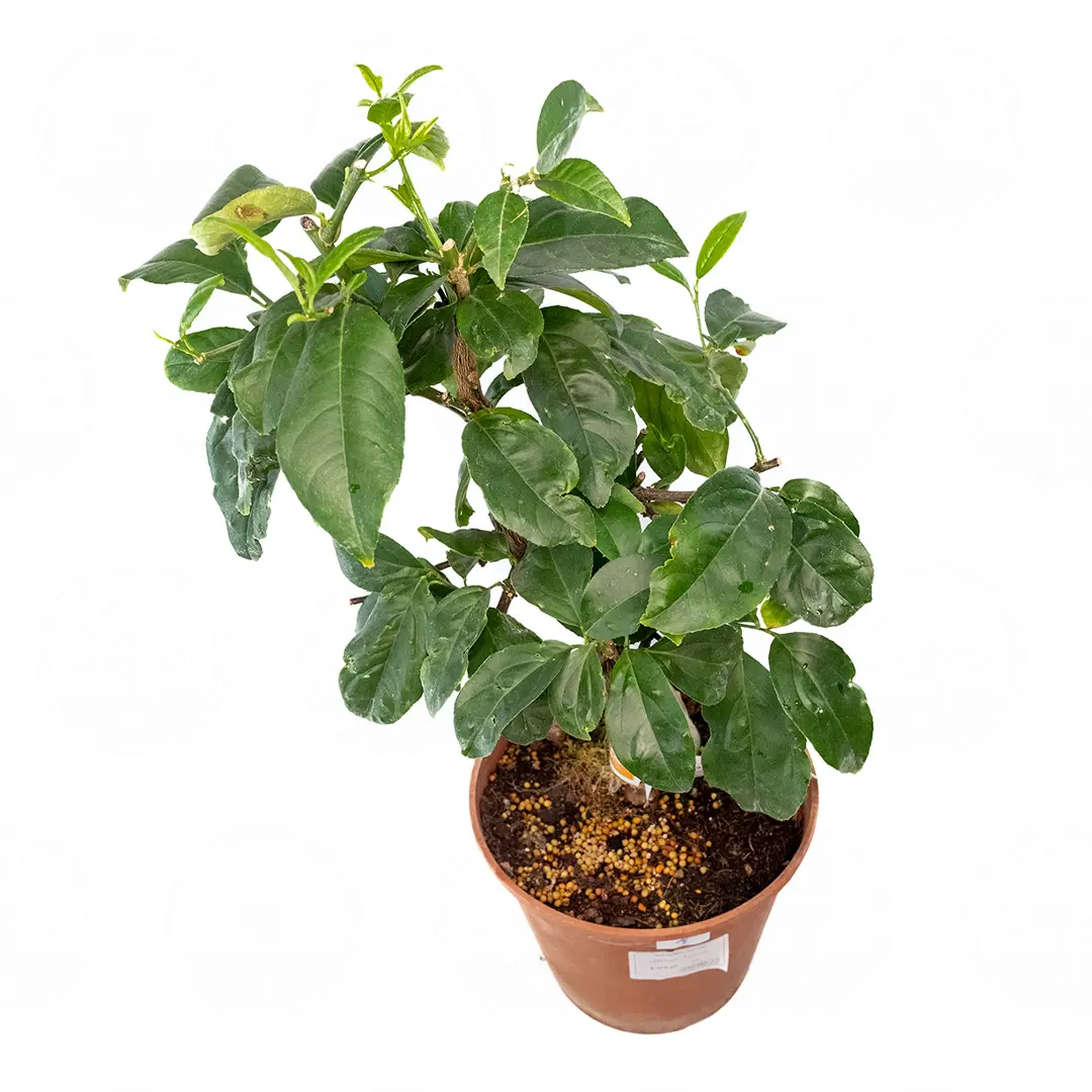 Цитрон Ругозо / Citrus medica Rugoso — цитрусовое растение, детальное фото
