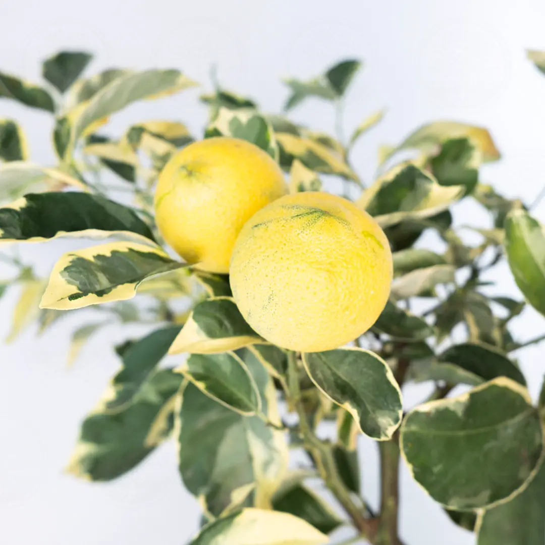 Лимон Волкамериана вариегатный / Lemon Volkameriana — цитрусовое растение, детальное фото
