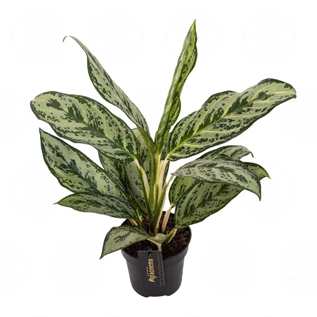 Аглаонема 'Laurel Green' купить