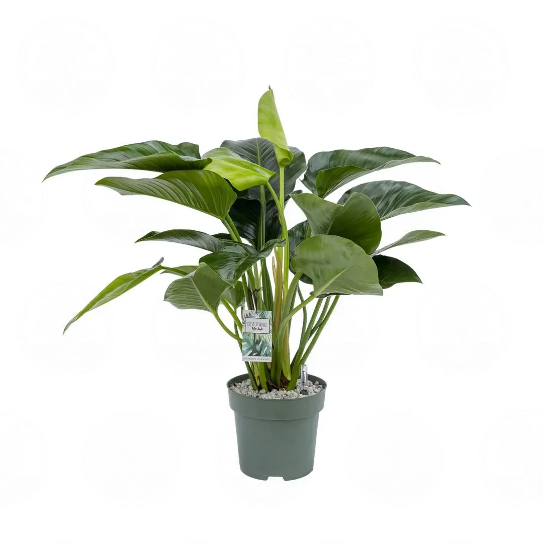 Филодендрон 'Green Beauty' купить