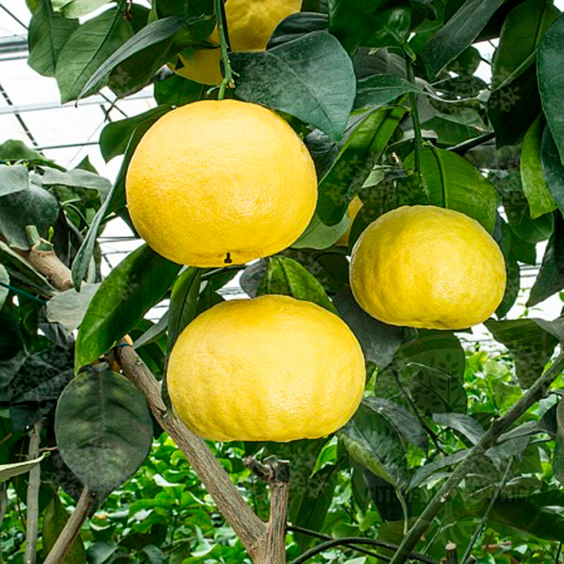Грейпфрут Свити или Оробланко / Grapefruit Sweetie or Oroblanco — цитрусовое растение, детальное фото
