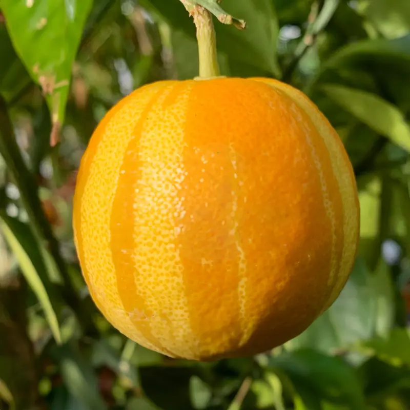 Апельсин вариегатный / Orange — цитрусовое растение, детальное фото

