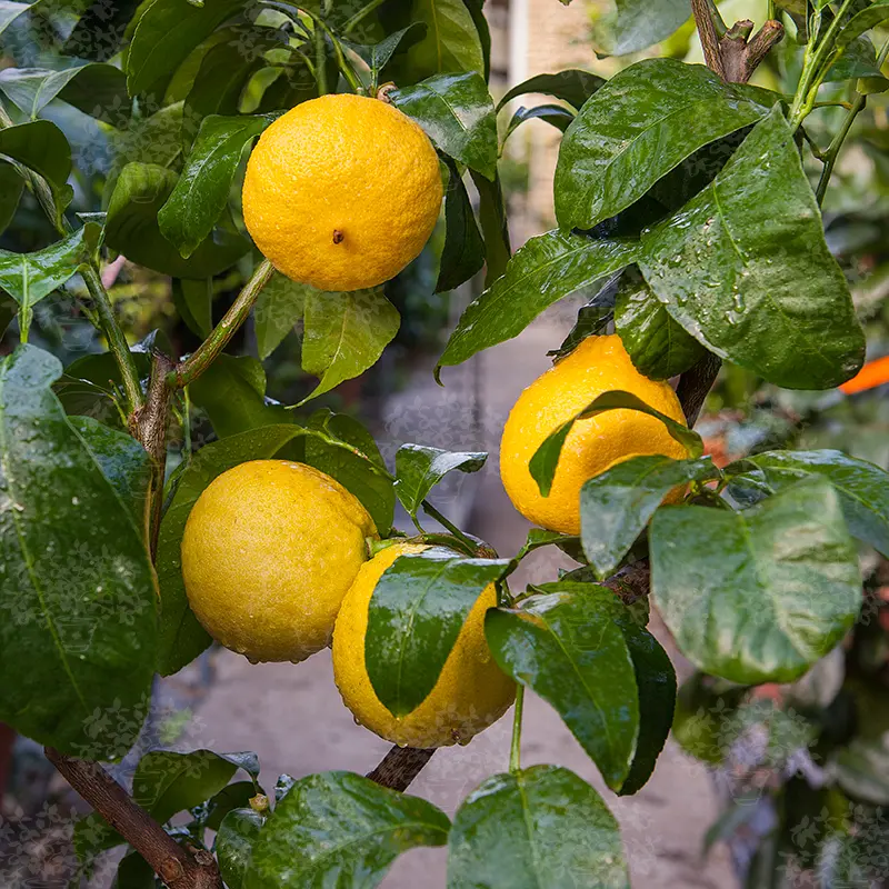 Бергамот Фемминелло / Bergamot Femminello — цитрусовое растение, детальное фото
