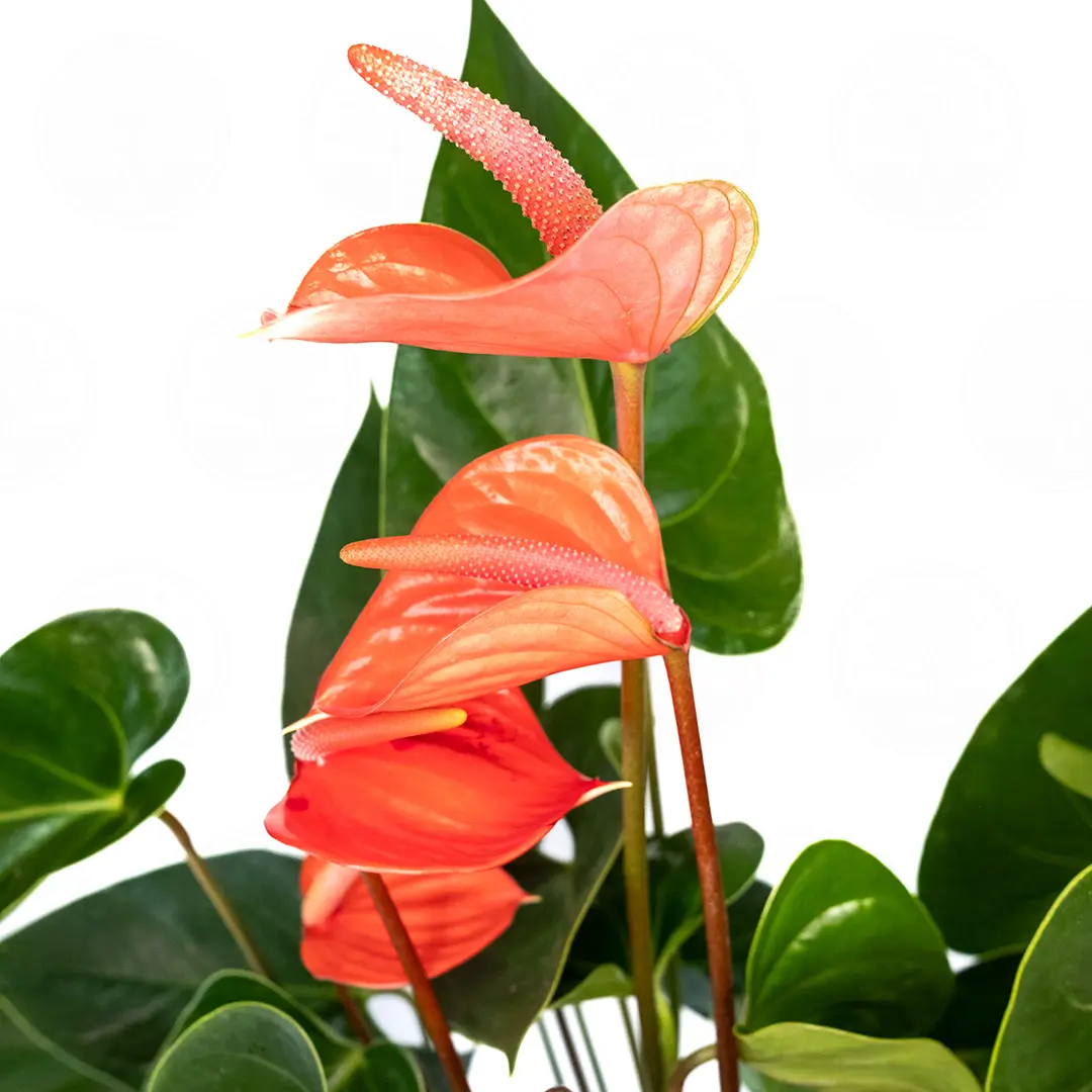 Антуриум Бэйсик лайн микс / Anthurium Basic line mix купить