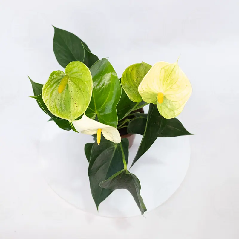Антуриум Андрианум Ванилла / Anthurium andraeanum Vanilla купить