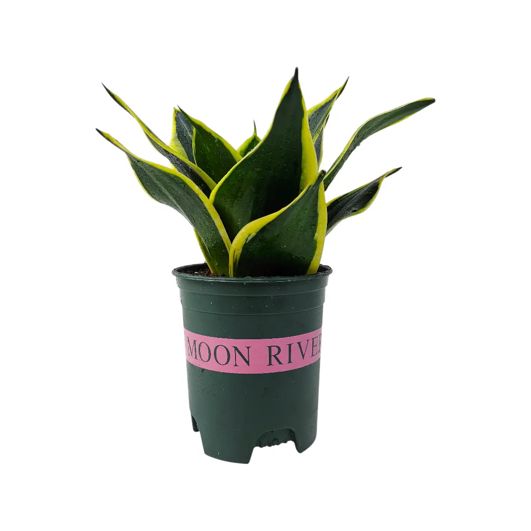 Сансевиерия Лотус Ханни / Sansevieria Lotus Hahni купить