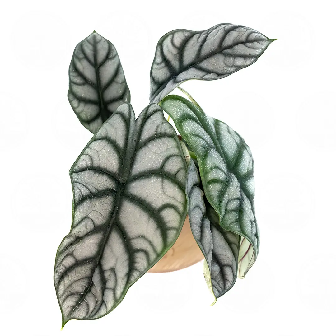 Алоказия "Silver Tarragon" купить
