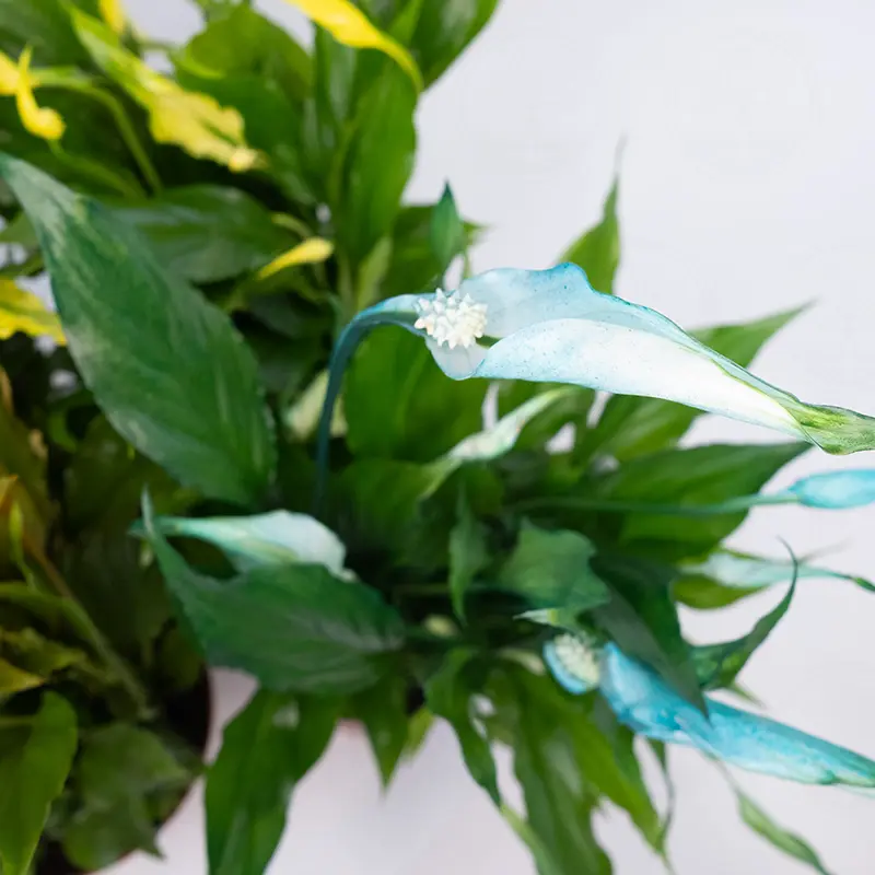 Спатифиллум Чопин / Spathiphyllum Chopin купить