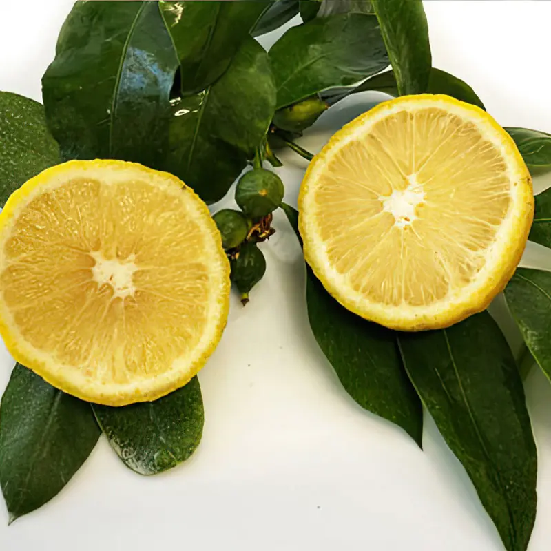 Бергамот Кастагнаро / Bergamot Castagnaro — цитрусовое растение, детальное фото
