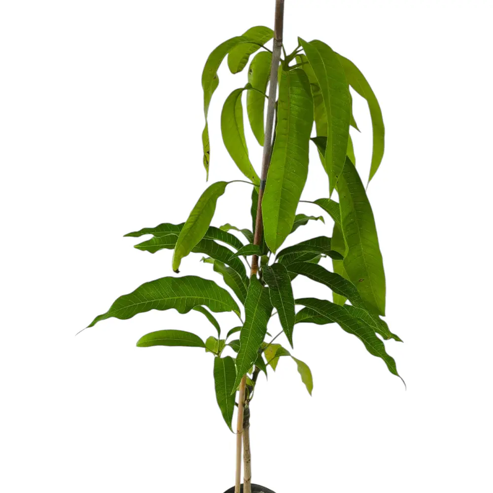 Манго Ирвин / Mangifera indica Irwin