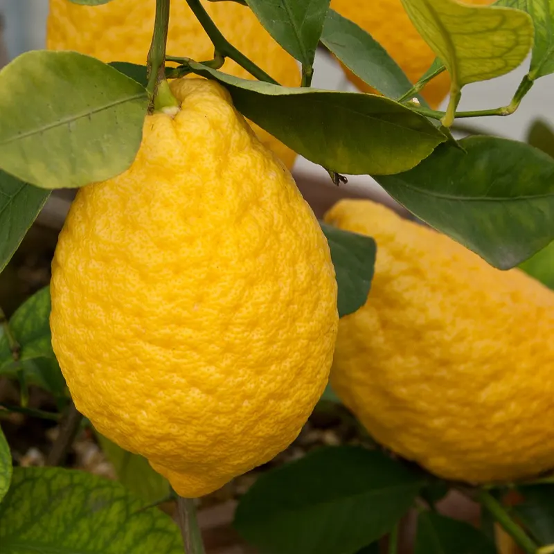 Лимон Сфатафора / Lemon Spatafora — цитрусовое растение, детальное фото

