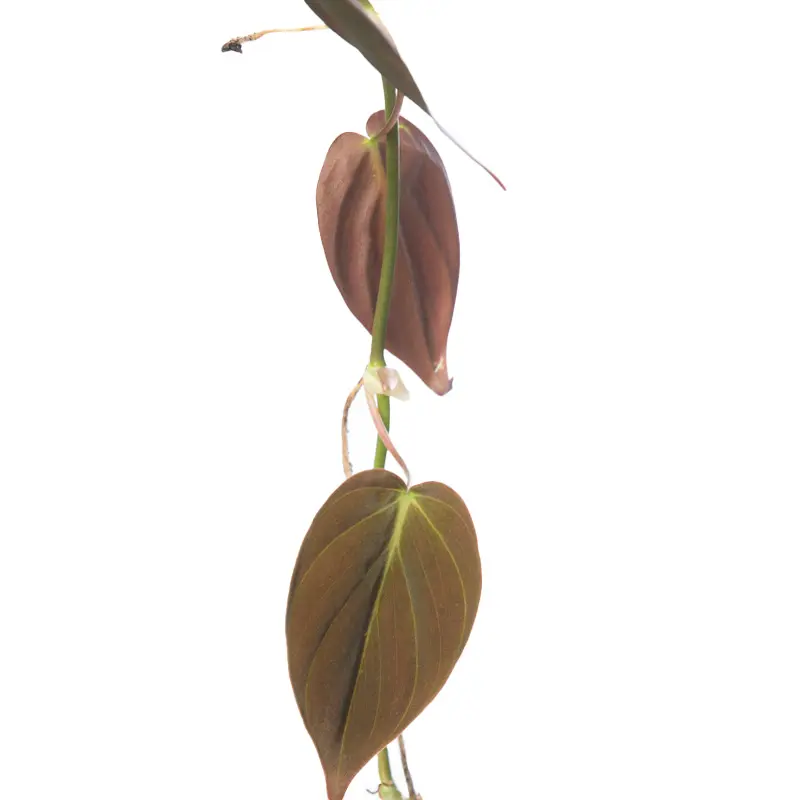 Филодендрон scandens subsp. micans купить