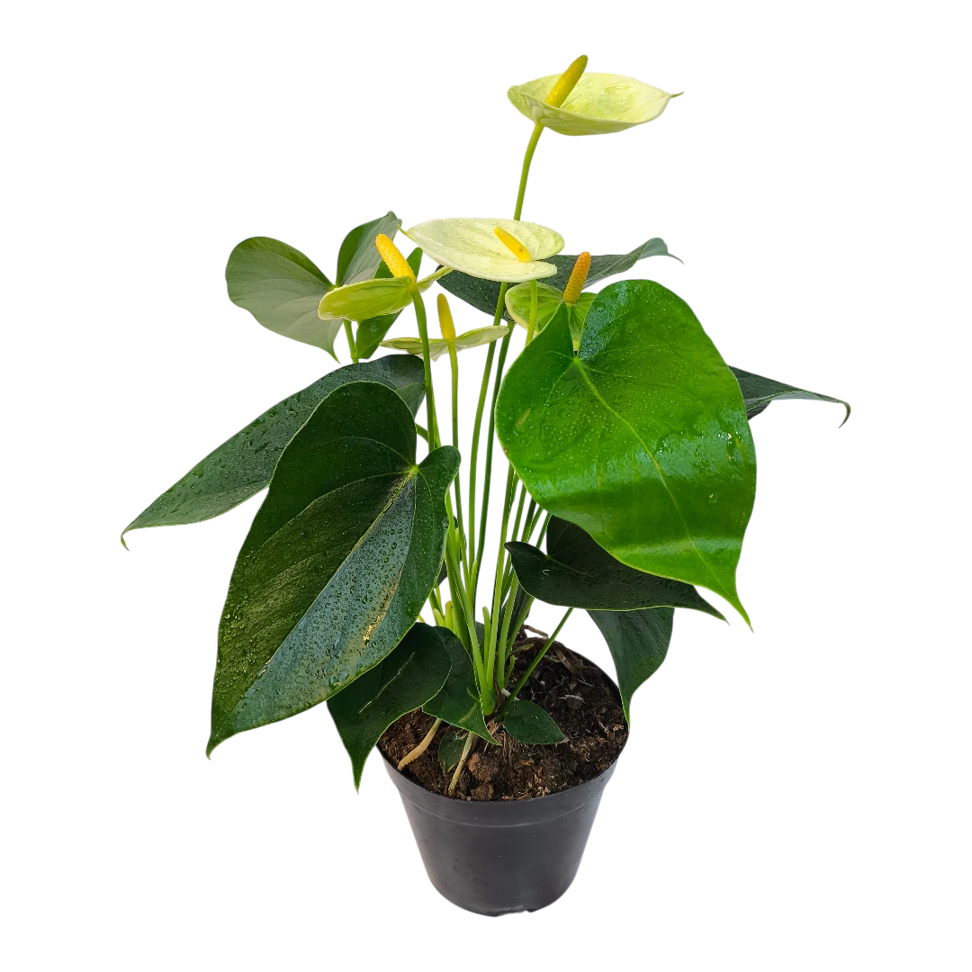 Антуриум Андрианум Ванилла / Anthurium andraeanum Vanilla купить