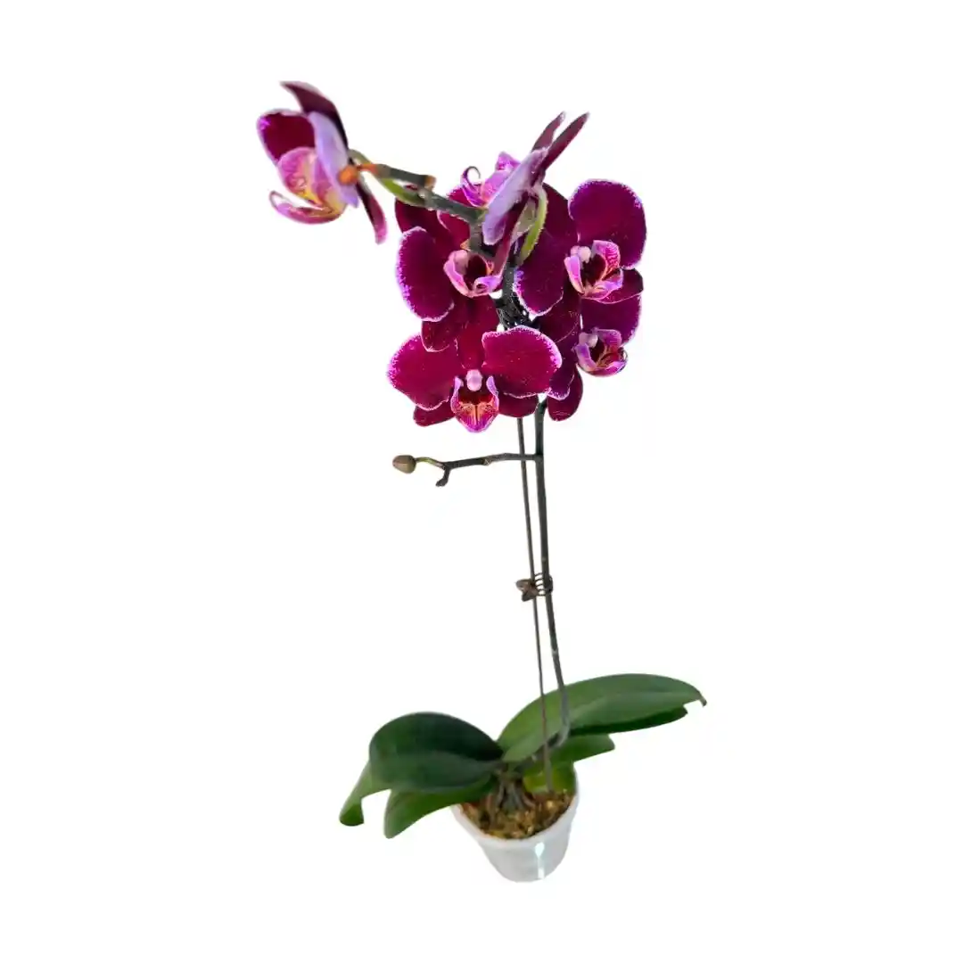 Фаленопсис Монпелье / Phalaenopsis Montpellier 1 ств купить