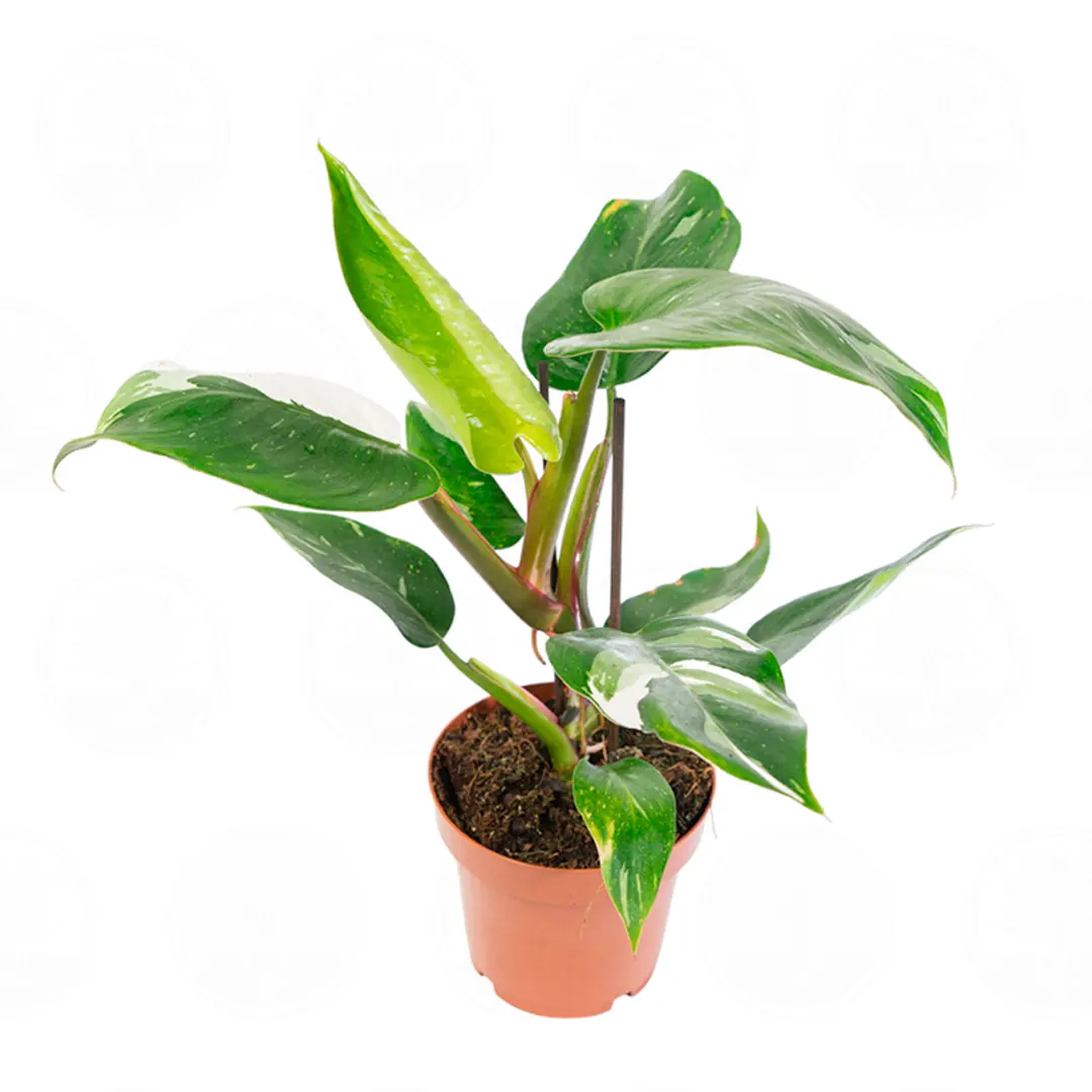 Филодендрон Вайт Принцесс / Philodendron White Princess купить