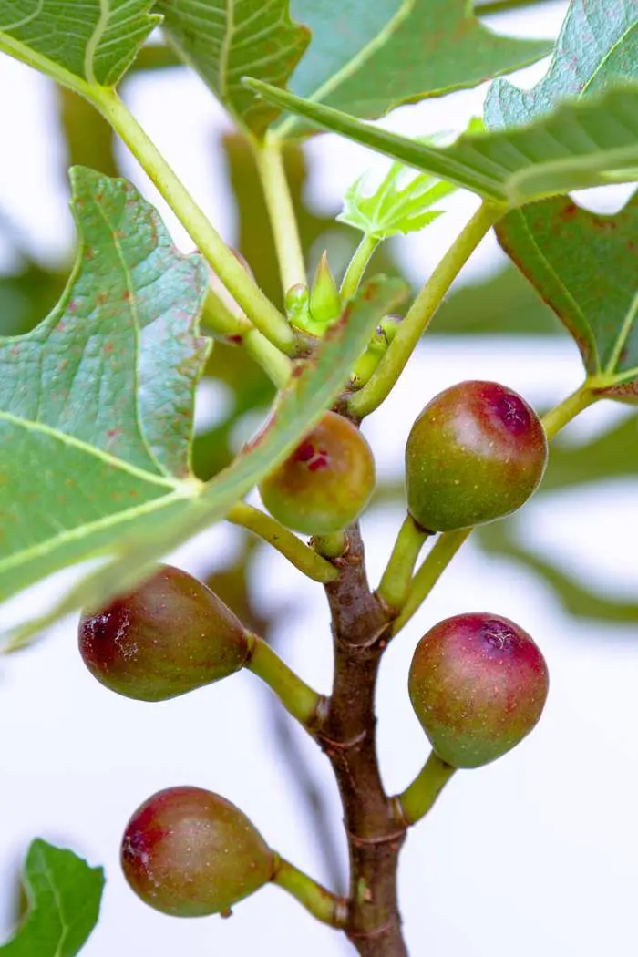 Инжир Литл Мисс Фиджи / Ficus Carica Little Miss Figgy