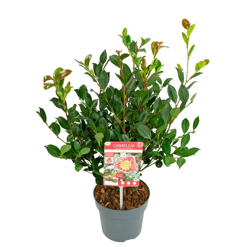 Камелия Юлитид / Camellia Yuletide купить